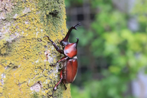 Japanese Rhinoceros Beetle Trypoxylus Dichotomus Male Japan — Stock Fotó