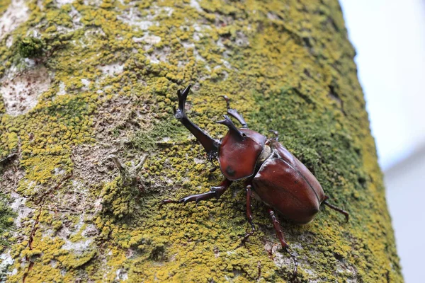 Japanese Rhinoceros Beetle Trypoxylus Dichotomus Male Japan — ストック写真