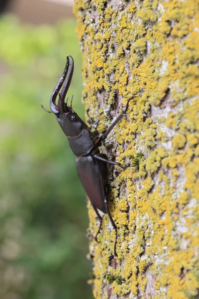 Japanese Red Stag Beetle Prosopocoilus Inclinatus Osaka Japan — ストック写真