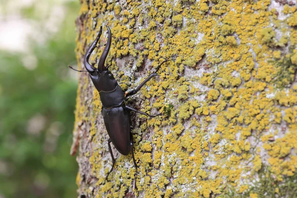 Japanese Red Stag Beetle Prosopocoilus Inclinatus Osaka Japan — Stockfoto