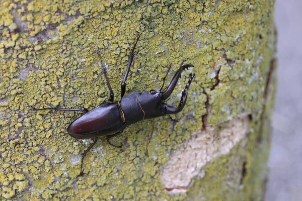 Japanese Red Stag Beetle Prosopocoilus Inclinatus Osaka Japan — Stockfoto