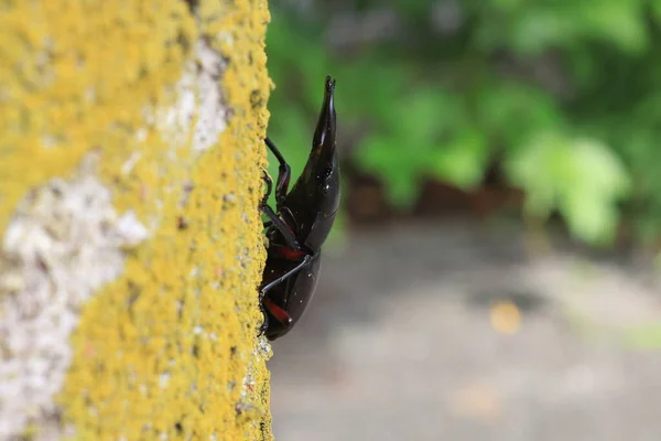 Asian Red Footed Stag Beetle Dorcus Rubrofemoratus Male Japan — Fotografia de Stock