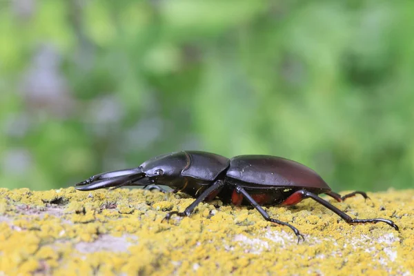 Asian red-footed stag beetle (Dorcus rubrofemoratus) male in Japan