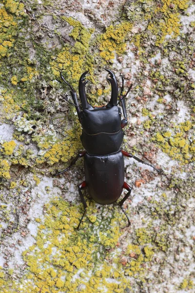 Asian Red Footed Stag Beetle Dorcus Rubrofemoratus Male Japan — Stock Fotó