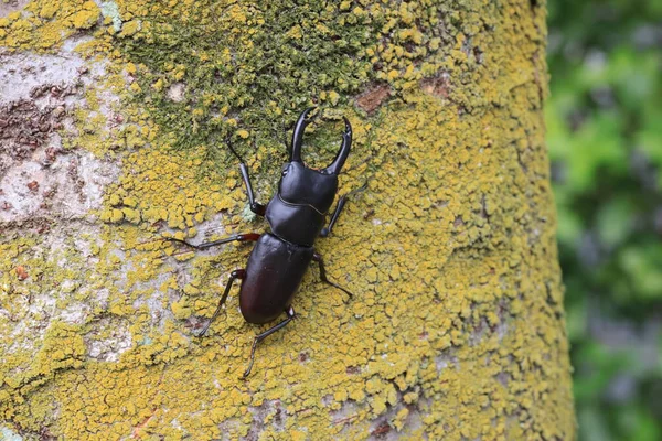 Asian Red Footed Stag Beetle Dorcus Rubrofemoratus Male Japan — Stock Fotó
