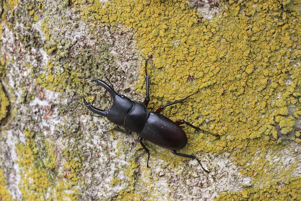 Asian Red Footed Stag Beetle Dorcus Rubrofemoratus Male Japan — 图库照片