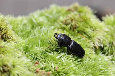 Japanese small beetle (Figulus binodulus) in Japan