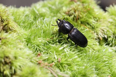 Japanese small beetle (Figulus binodulus) in Japan