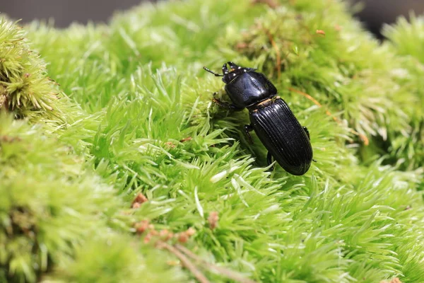 Japanese Small Beetle Figulus Binodulus Japan — Fotografia de Stock