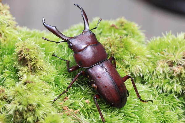 Dorcus Rectus Beetle Japan — Photo