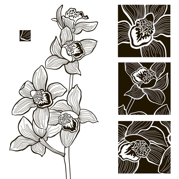 Orchidées blanches et noires — Image vectorielle