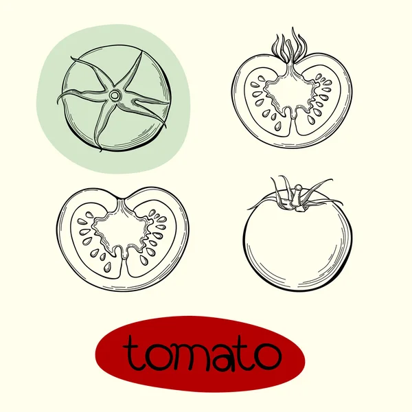 Vectorillustratie van tomaat. — Stockvector