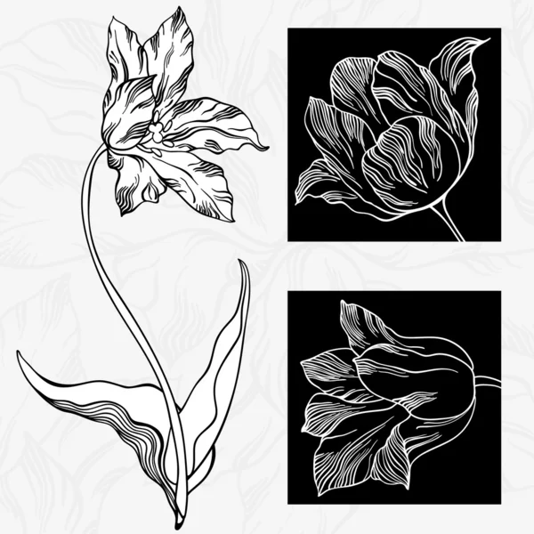 Tulipanes blancos y negros . — Vector de stock