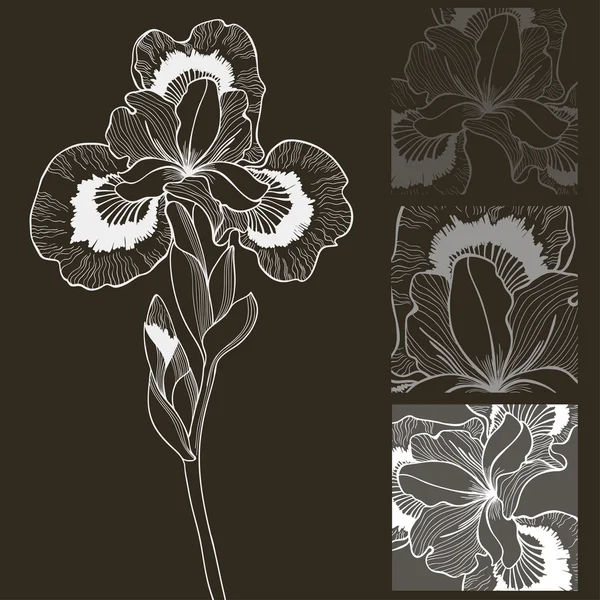 Vector set of black and white iris flower. Decorative elements. — Stock Vector