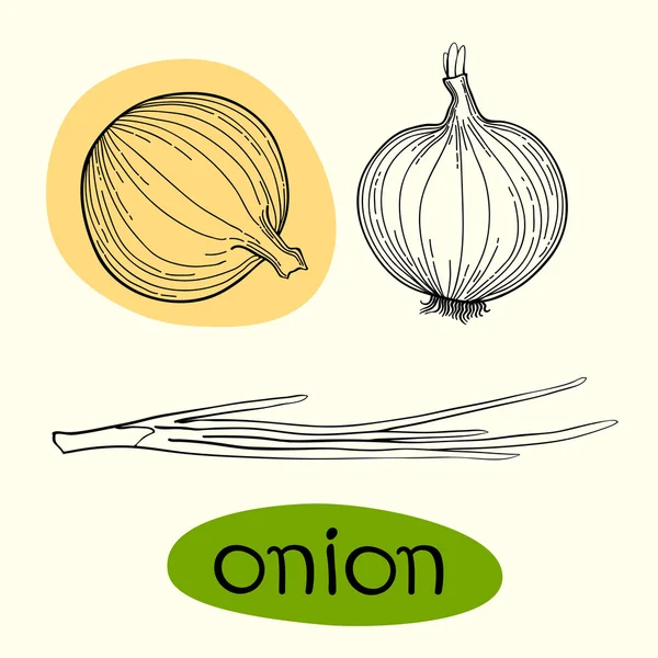 Onions . The isolated vector. — Stock Vector