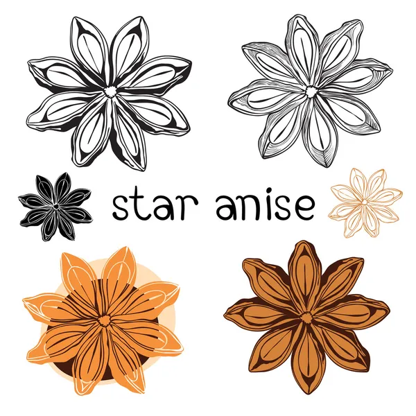 Star anise. Isolated on a white background . — Stock Vector