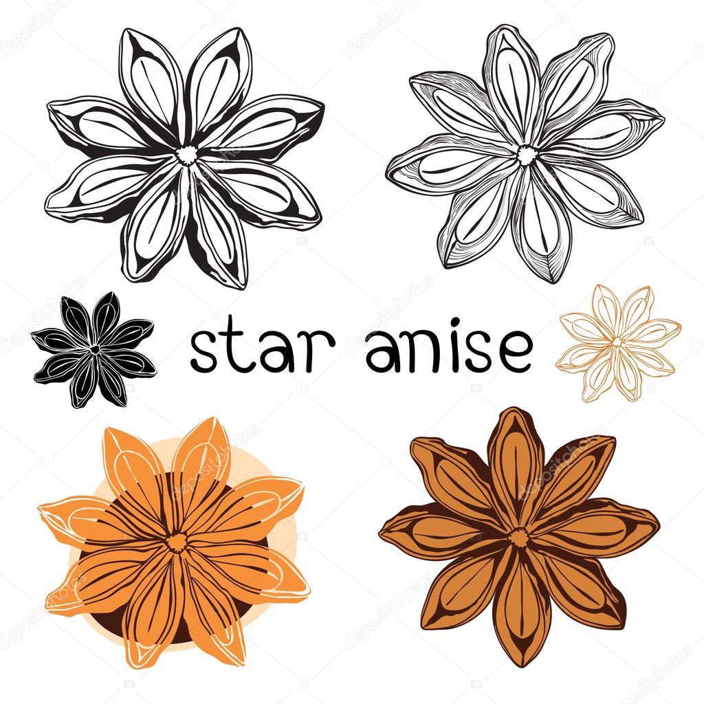 Star anise - векторные изображения, Star anise картинки | Depositphotos