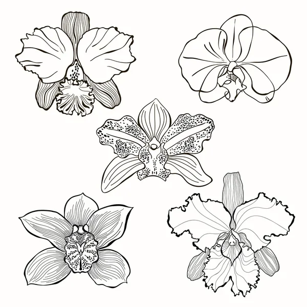 Hand getekend orchideebloemen — Stockvector