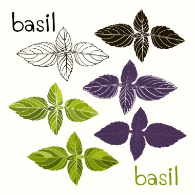 basil beyaz zemin üzerinde vektör kümesi