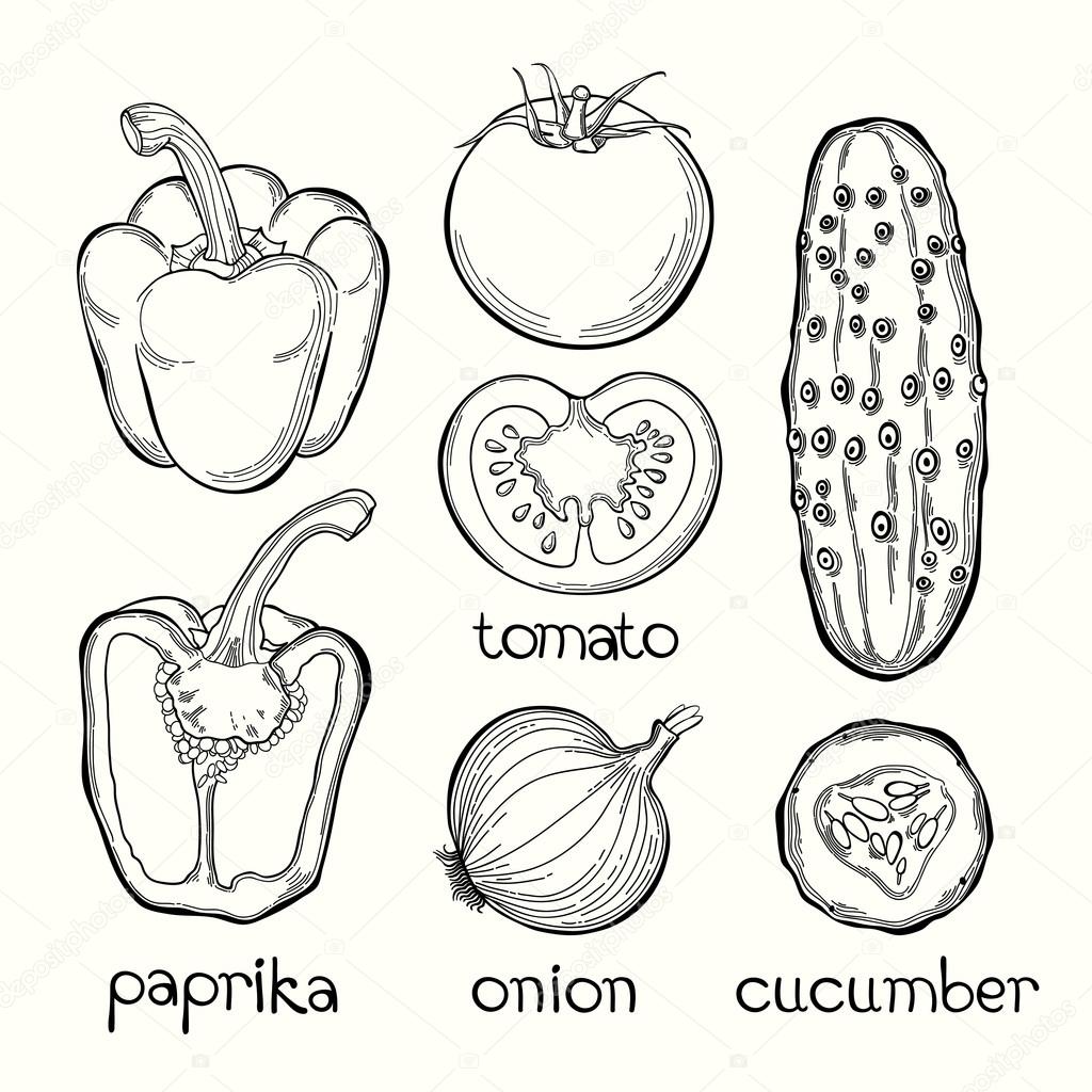 Paprika, tomato, onion, cucumber. Vector illustration on white b