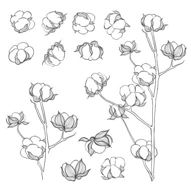 Pamuk çeşitleri. Bir tasarım ögesi olarak kullanılabilir