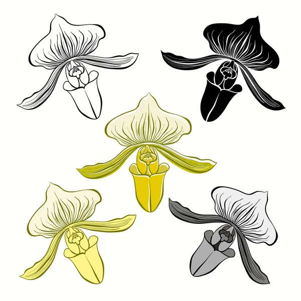 Orchideebloemen — Stockvector