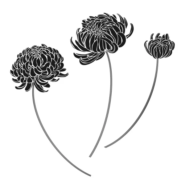 Des Chrysanthèmes Trois Éléments Vectoriels Isolés Sur Blanc — Image vectorielle