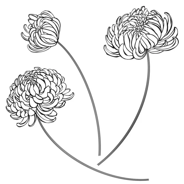 Des Chrysanthèmes Trois Éléments Vectoriels Isolés Sur Blanc — Image vectorielle