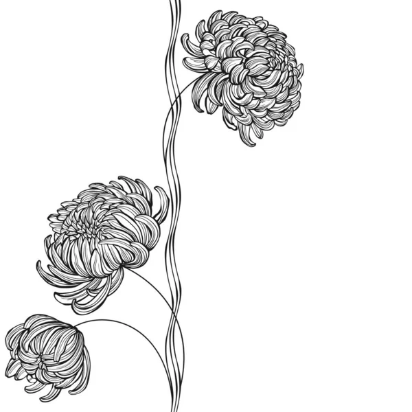 Цветы Хризантемы Белом Фоне Векторная Иллюстрация Пробелами Текста Приглашение Поздравительная — стоковый вектор