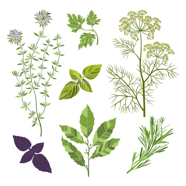 Fragrant Herbs Hand Drawn Vector Illustration Element Design — Stock Vector