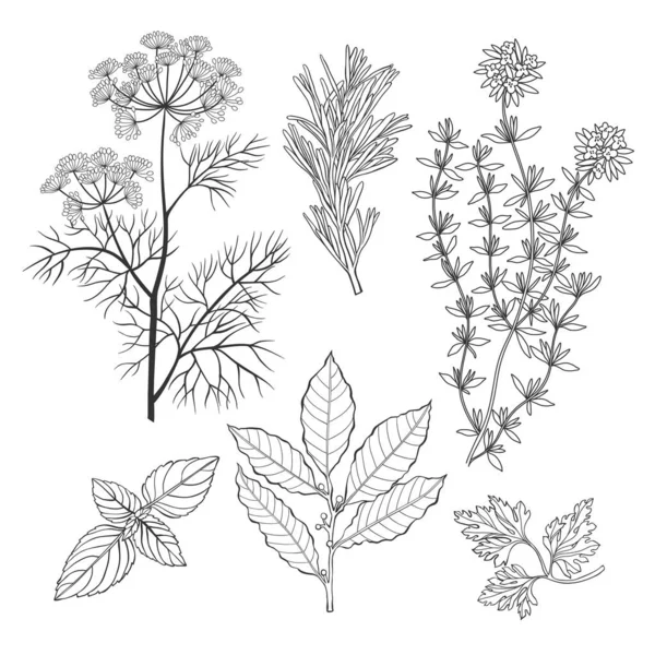 Fragrant Herbs Hand Drawn Vector Illustration Element Design Black White — Stock Vector