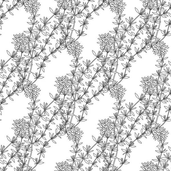 Fragrant Herbs Thyme Endless Background Vector Black White — Stock Vector