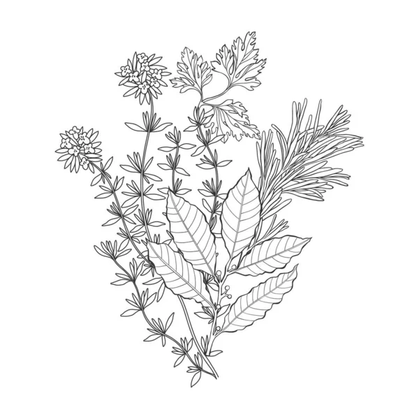 Herbes Épicées Illustration Vectorielle Main Élément Pour Conception Noir Blanc — Image vectorielle