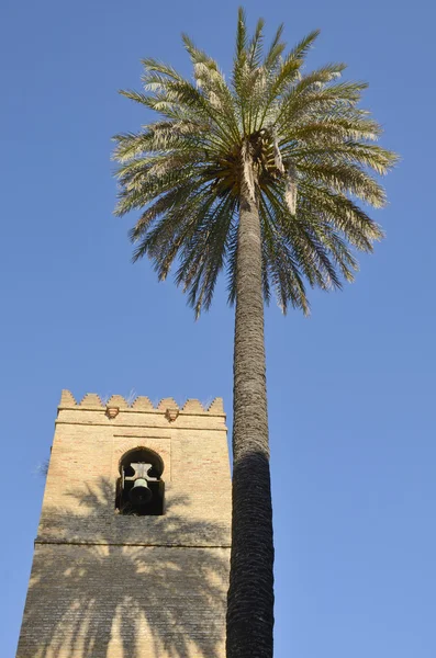 Minaret en palm — Stockfoto