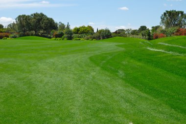 yeşil çimen golf