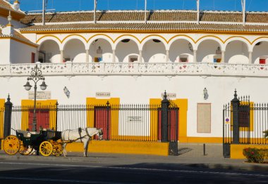 seville Arena at koçu