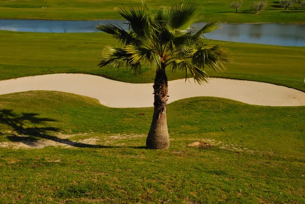 Маленькая пальма на поле для гольфа — стоковое фото