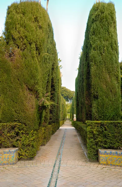 Percorso dei cipressi Alcazar — Foto Stock