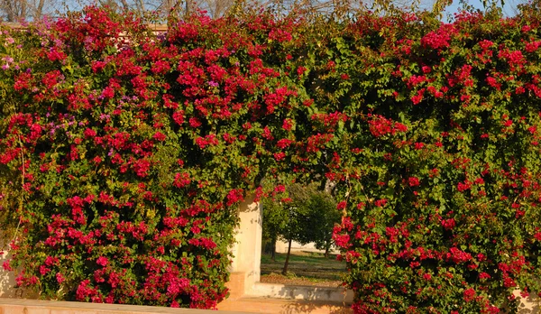 Barevné popínavé rostliny na zdi v zahradách kláštera — Stock fotografie