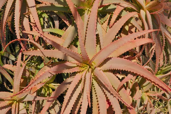 Roter Kaktus — Stockfoto