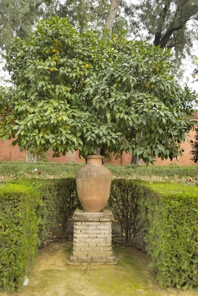 Горшок и апельсиновое дерево — стоковое фото