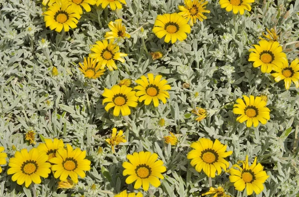 Sarı marguerites — Stok fotoğraf