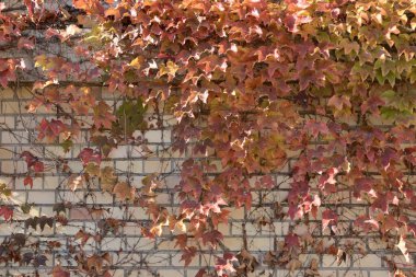 Macaristan 'ın Budapeşte bahçesinde sonbahar sarmaşığı duvara asıldı.