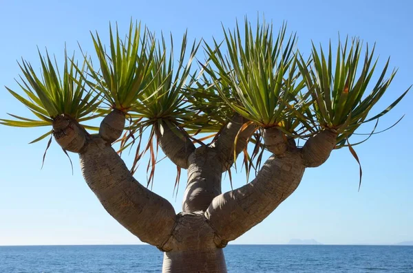 Duże Kaktusy Morze Śródziemne Plaży Estepona Malaga Andaluzja Hiszpania — Zdjęcie stockowe