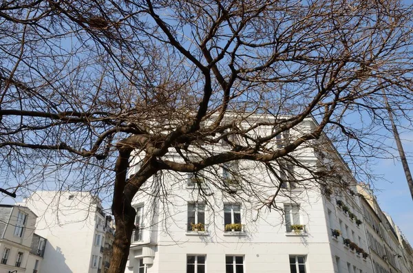 フランスのパリのモンマルトル地区にある白い建物の前の冬の木 — ストック写真