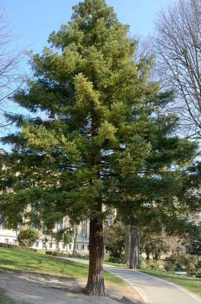 法国巴黎特罗卡德罗花园的一棵大绿树 — 图库照片