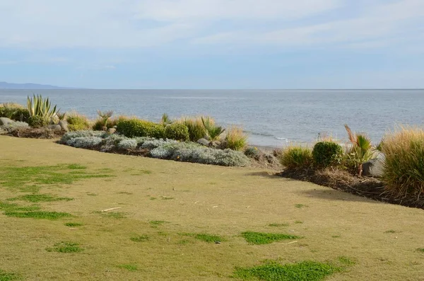 Травяная Зона Кактусами Пляже Estepona Malaga Андалусия Испания — стоковое фото