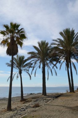 Bulutlu bir günde Estepona, Malaga, Endülüs, İspanya 'da yalnız bir plajda palmiye ağaçları.