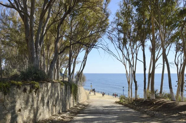 Marbella Hiszpania Grudnia 2021 Naturalna Ścieżka Między Drzewami Jadącymi Promenadę — Zdjęcie stockowe