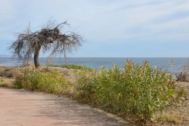 Estepona 'da, Malaga' da, Endülüs 'te, İspanya' da deniz kenarındaki kumda kuru ağaç ve yeşil bitkiler..